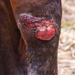 Aloe-vera-wound-healing-Optim-Equine