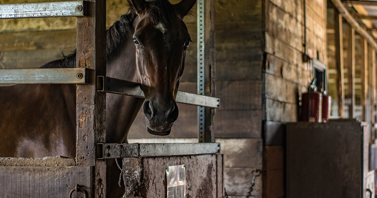 The Stabled/Stalled Horse The Impact of Ammonia and Airway Health
