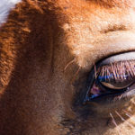 Equine-Hospital-Nutritional-Practices-Optim-Equine