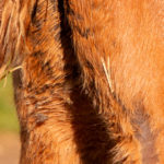 Foal-Heat-Scours-and-Diarrhoea-Optim-Equine