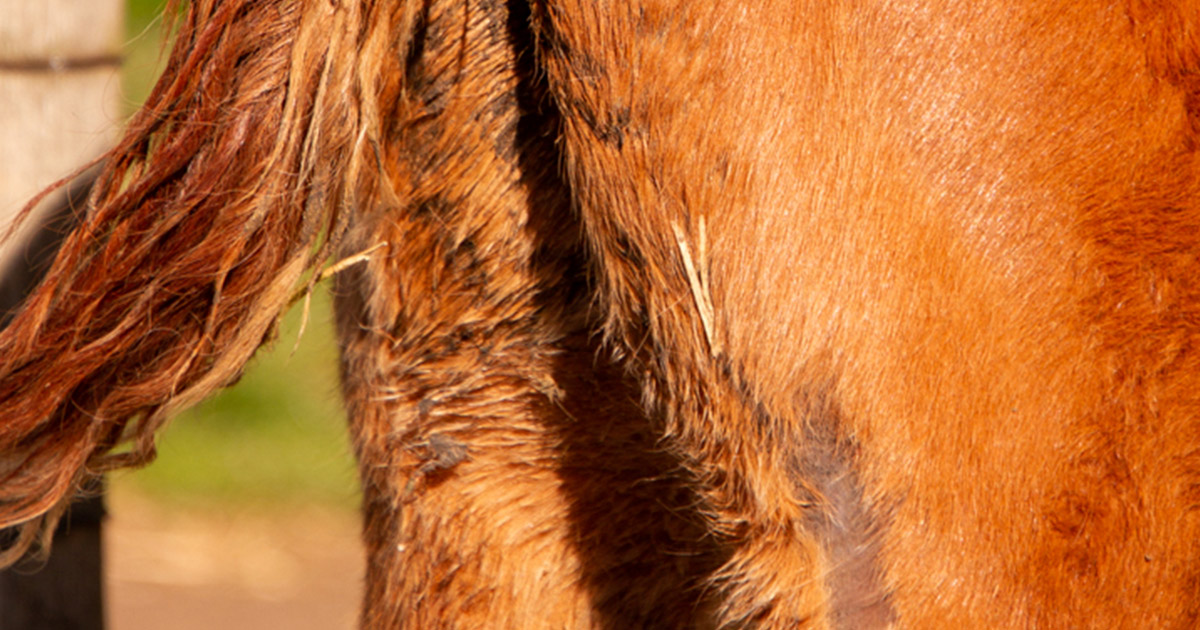 Foal Heat Scours and Diarrhoea - Optim Equine