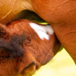 Foals-And-Colostrum-Optim-Equine