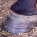 Hoof-care-Hoof-Rings-and-Ridges-Optim-Equine