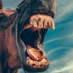 Horse Dental Health and Systemic Inflammation-Optim-Equine