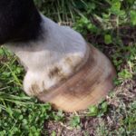 Laminitis How Naturopathy Can Help-Optim-Equine