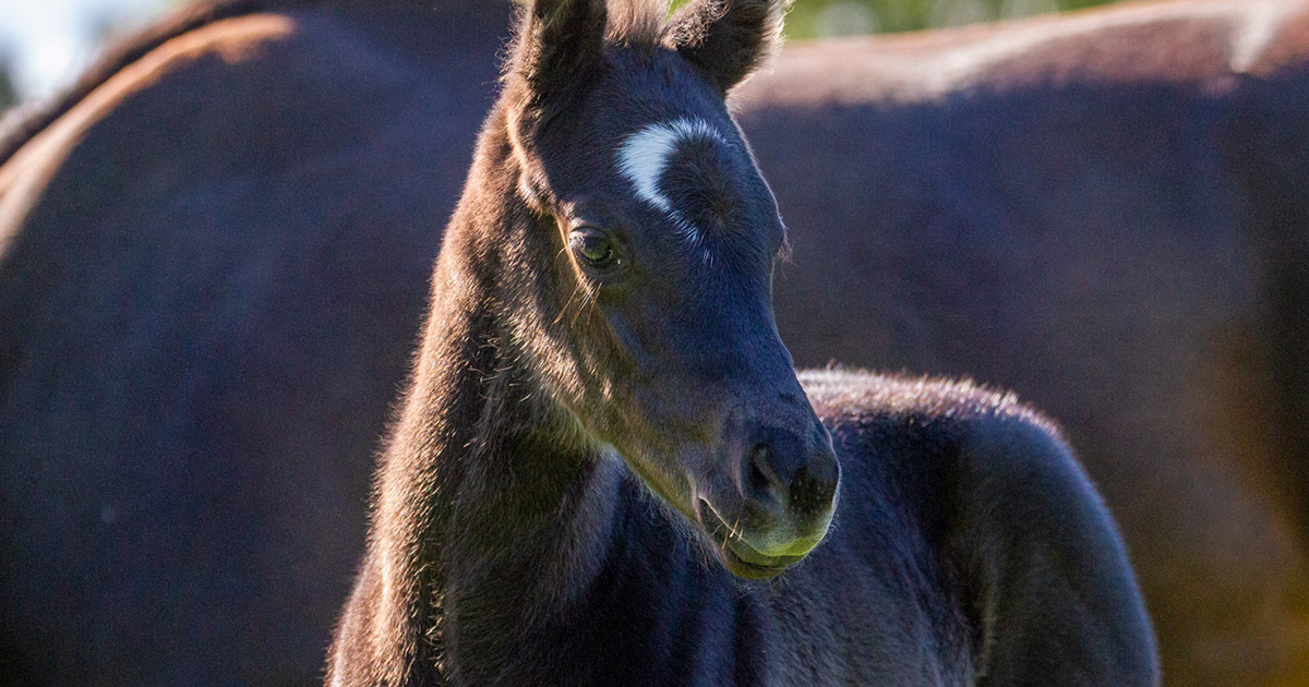Lignophagia Why Do Some Horses Chew Wood? Optim Equine