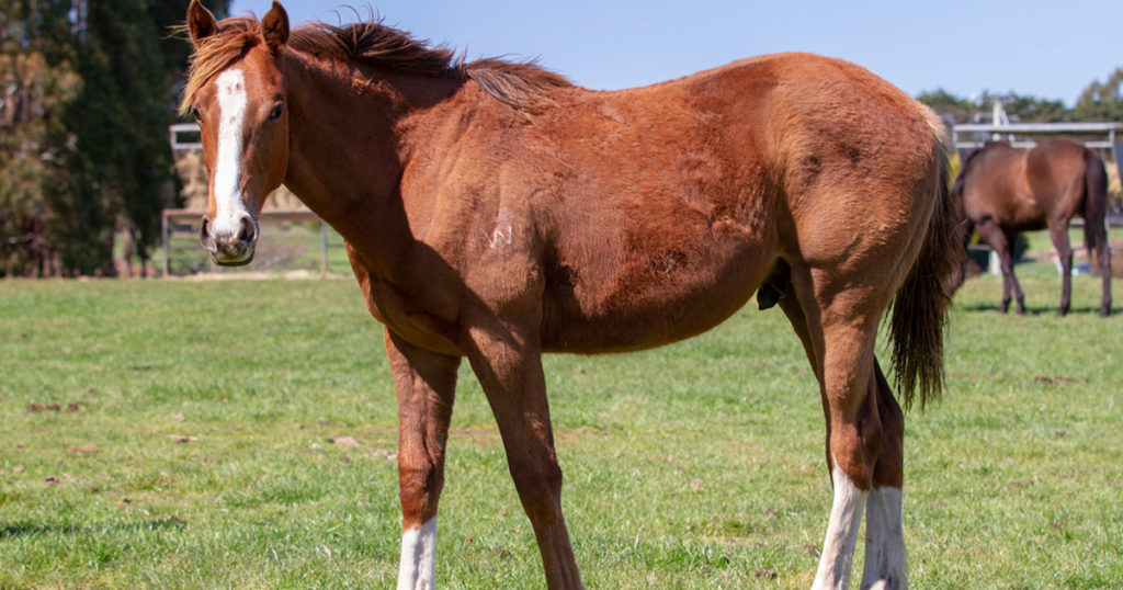 NSAID-Ulcer-Medication-in-Horses-Optim-Equine