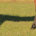 Osteochondrosis-and-Osteochondritis-Dissens-Reducing-the-Risk-Optim-Equine