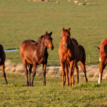 Selenium-Deficiency-(&-Toxicity)-in-the-Equine