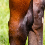 Skeletal-Injuries-Considering-the-Role-of-Bone-Density-in-the-Horse-Optim-Equine