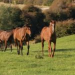 Supplements-An-Holistic-Approach-Optim-Equine