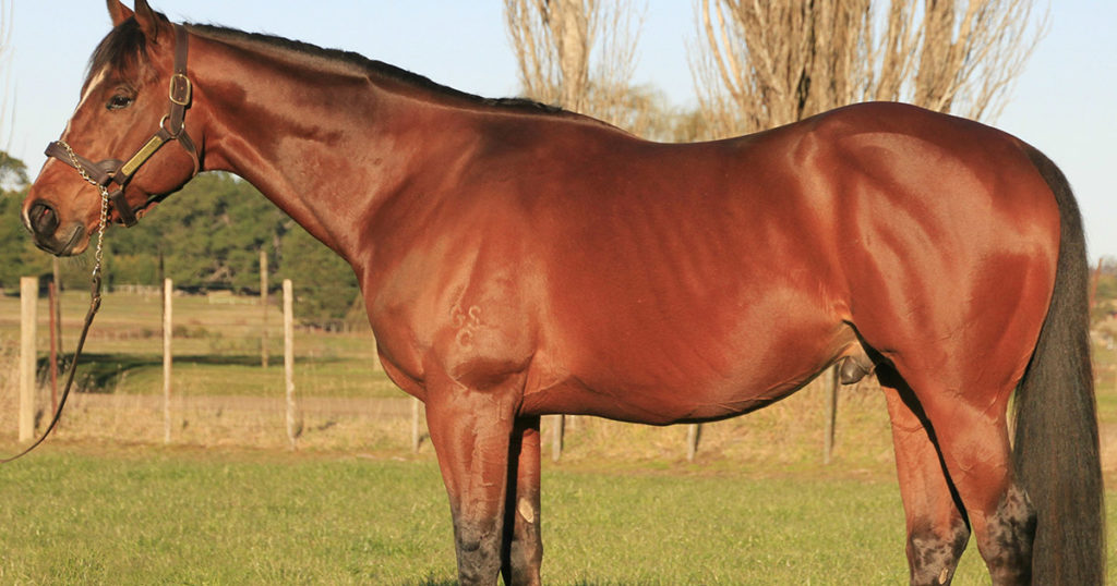 Ulcer-Medications-The-Potential-Impact-on-Stallion-Fertility-Optim-Equine