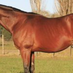 Ulcer-Medications-The-Potential-Impact-on-Stallion-Fertility-Optim-Equine