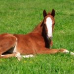 Ulcer-Medications-What-Nobody-Tells-You-And-What-You-Need-To-Know-Optim-Equine