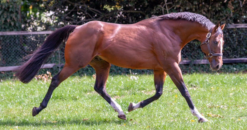 Nutrient Requirements for Horses: Fortified Feeds and the need for Supplementation-Optim-Equine
