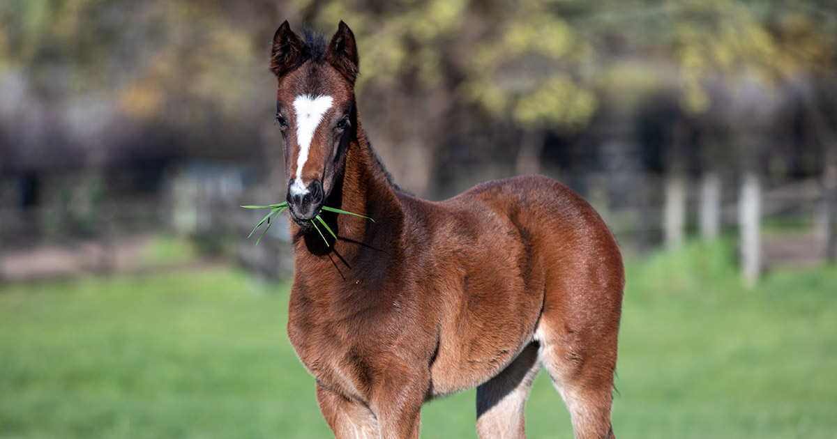 Iodine & Horses Optim Equine