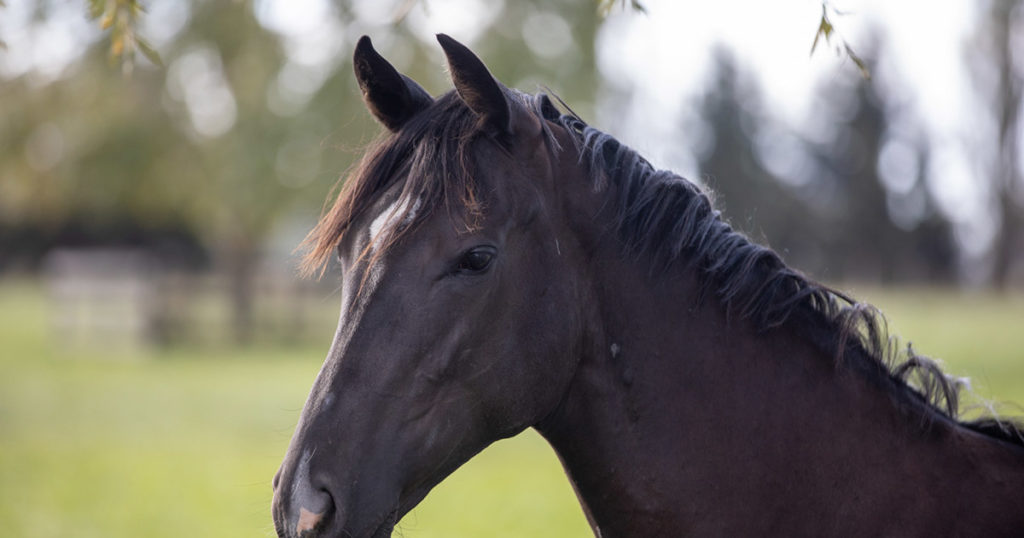 Ulcers in Horses: The importance of understanding how medications work