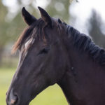 Ulcers in Horses: The importance of understanding how medications work