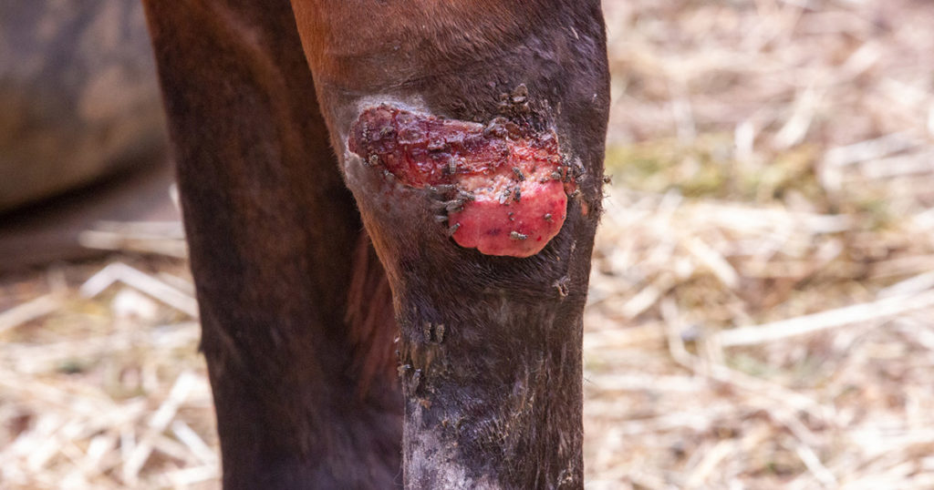 Feeding-the-injured-horse-optim-equine