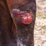 Feeding-the-injured-horse-optim-equine