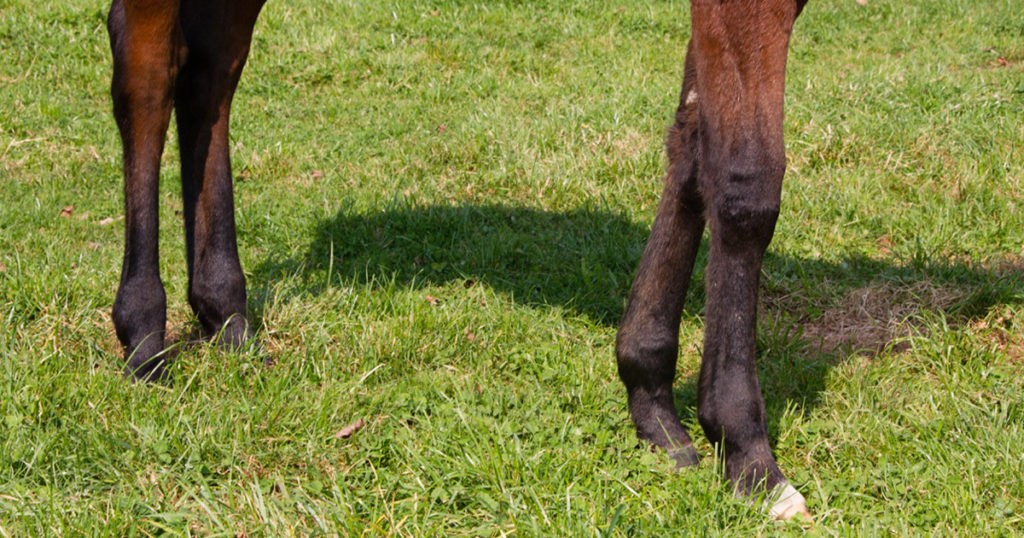 Joint-Injections-in-the-Horse--Important-Considerations