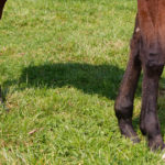 Joint-Injections-in-the-Horse--Important-Considerations