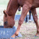 Optim-Equine-Equine-Protein-Intake