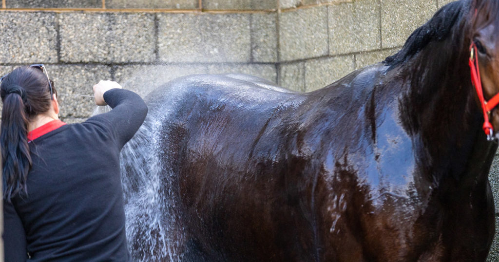 Optim-Equine-Heat-Humidity-Horses