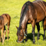 Why-Basics-Matter-The-Importance-of-Chewing-Optim-Equine