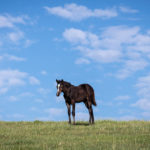 Selenium- Is your horse actually using the amount on the feed or supplement label?