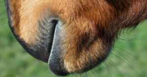 optim equine bad breath in horses