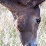 Optim-Equine-Timing-Vaccinations-in-Young-Horses