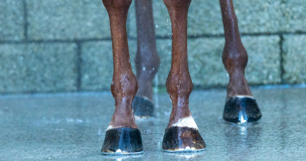 Laminitis-‘Prevention’--But-at-what-cost Optim Equine