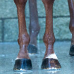 Laminitis-‘Prevention’--But-at-what-cost Optim Equine