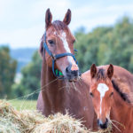 Hay-and-gastic-and-colonic-ulcers-Optim-Equine