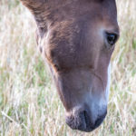 Optim-Equine-Hindgut-Colonic-Ulcers-In-Ponies