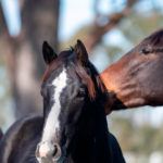 Deworming Drenching Panacur Optim Equine