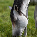 Laminitis-Grazing-Time-Periods-Optim-Equine