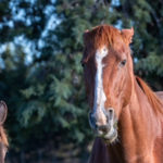 Optim Equine Hormonal-Mares-&-Vitex-(AKA-ChasteberryChaste-tree)