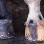 Optim-Equine-Hoof-Health