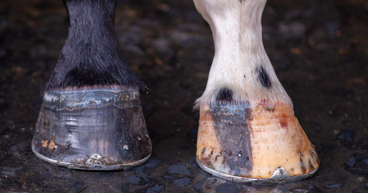 Seasonal changes in hoof growth rate and shape Optim Equine