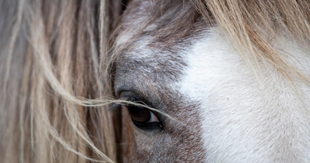 Optim Equine Pain in our horses and ponies