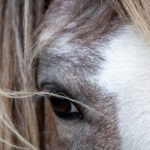 Optim Equine Pain in our horses and ponies