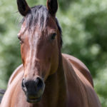 Optim Equine The Risks of Altrenogest (AKA: Regumate/Readyserve/Ovamed/Altren) to Humans