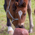 Optim Equine Mineral Licks