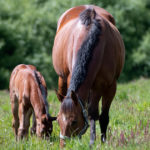 Why Does My Horse Chew Wood Optim Equine