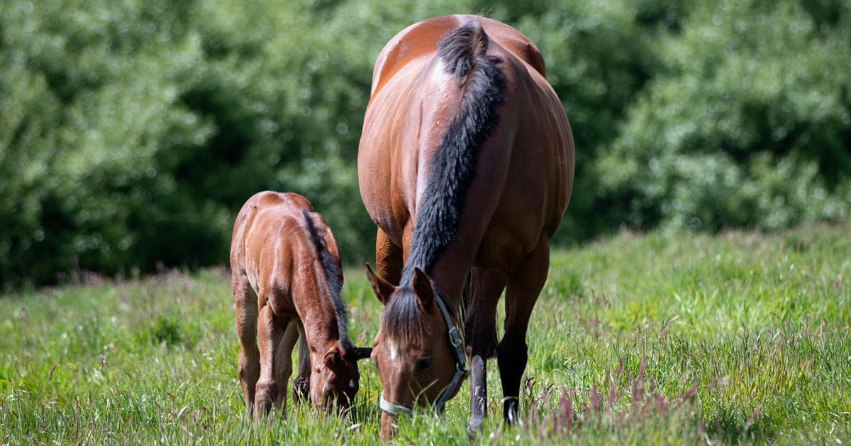 Why Does My Horse Chew Wood? Optim Equine