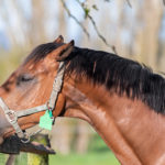 Optim-Equine-HELP!-My-horse-won’t-put-on-body-condition