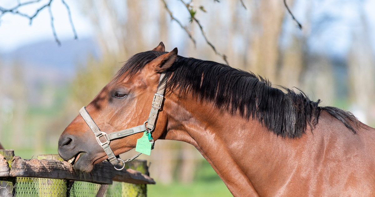 HELP! My horse won’t put on body condition Optim Equine