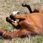 Optim-Equine-Inflammatory-Bowel-Disease